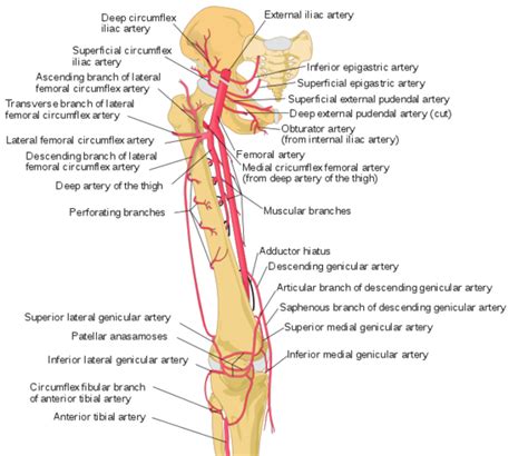 how to pronounce femoral artery.